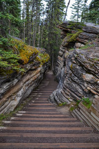 Footpath amidst pine trees in forest