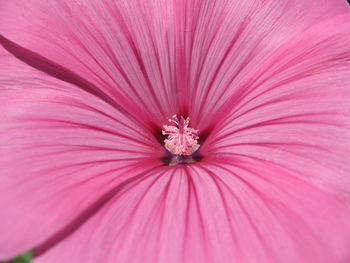 Full frame shot of pink flower