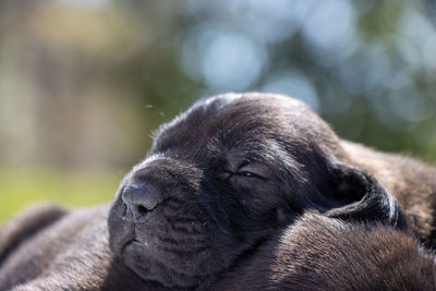 Close-up of dog sleeping