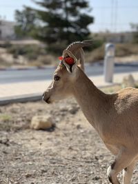 Close-up of deer