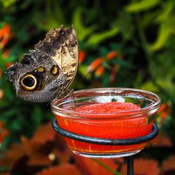 Close-up of insect on leaf