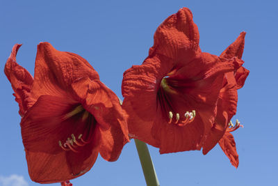 Close-up of red flowering plant against clear blue sky
