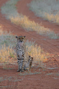 Giraffe tiger outdoors