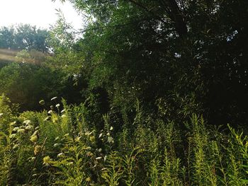 View of plants in forest