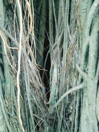Full frame shot of tree in winter