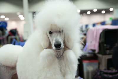 Close-up portrait of white dog