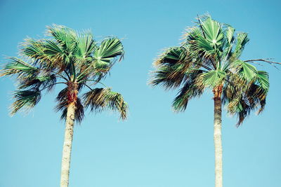 Low angle view of coconut palm trees against clear blue sky