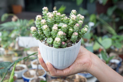 Close-up of hand holding potted plant