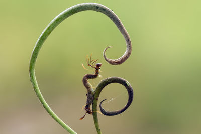 Caterpillar on leaf of nephentest