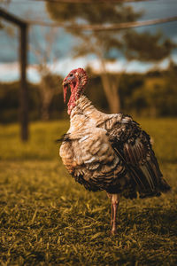 Close-up of a bird on field