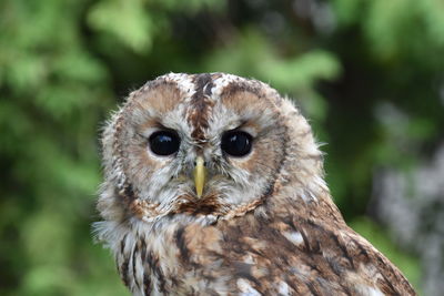 Close-up portrait of a owl