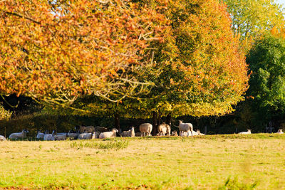 View of sheep grazing in a field