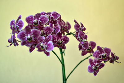 Close-up of purple flowering plant