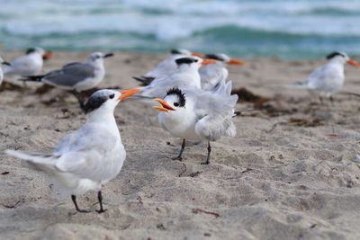 Seagulls on beach