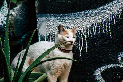 Close-up portrait of a cat