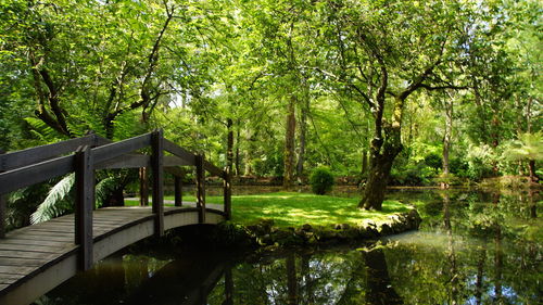 Scenic view of lake in forest