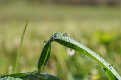 Close-up of wet grasshopper on grass
