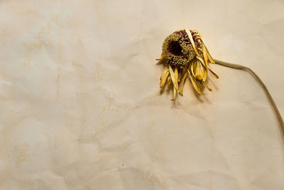 Close-up of wilted flower against wall