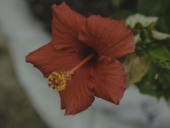 Close-up of flower blooming outdoors