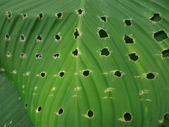 Full frame shot of green leaves on plant