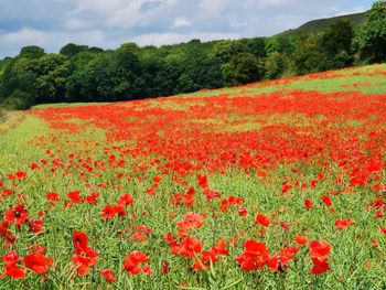 Red poppy flowers on field against sky