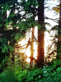 Low angle view of sunlight streaming through trees in forest