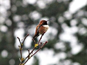 Bird perching on leaf