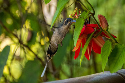 Close-up of hummingbird flying by flower