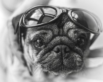 Close-up of a dog