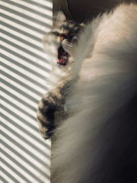 View of cat yawning