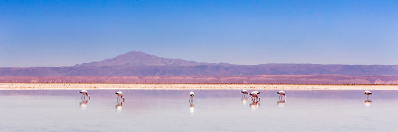 Group of birds on land against sky