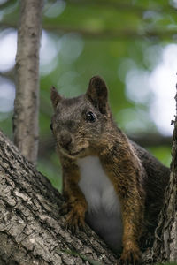 Close-up of squirrel on tree trunk