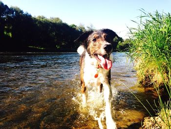 Dog in water