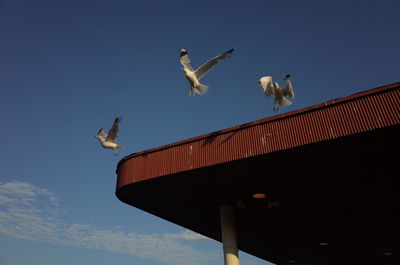 Low angle view of seagulls against the sky