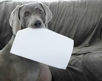 Portrait of weimaraner holding paper in mouth at home