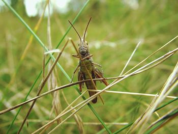 Close-up of insect on grass