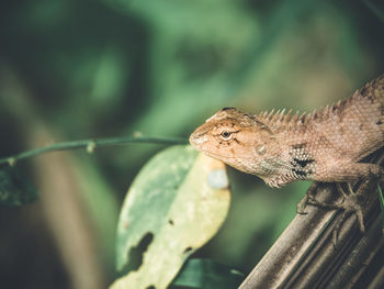 Close-up of lizard on leaf