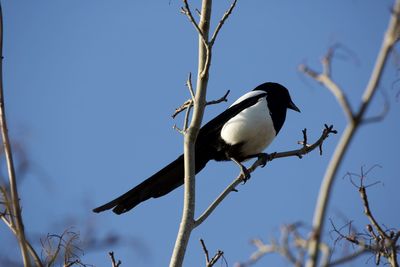 Low angle view of bird perching on branch against sky