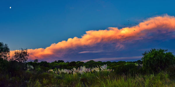 Scenic view of field against sky during sunset