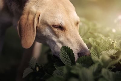 Close-up of dog looking away