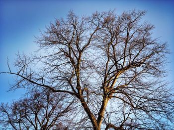 Low angle view of bare tree against clear blue sky