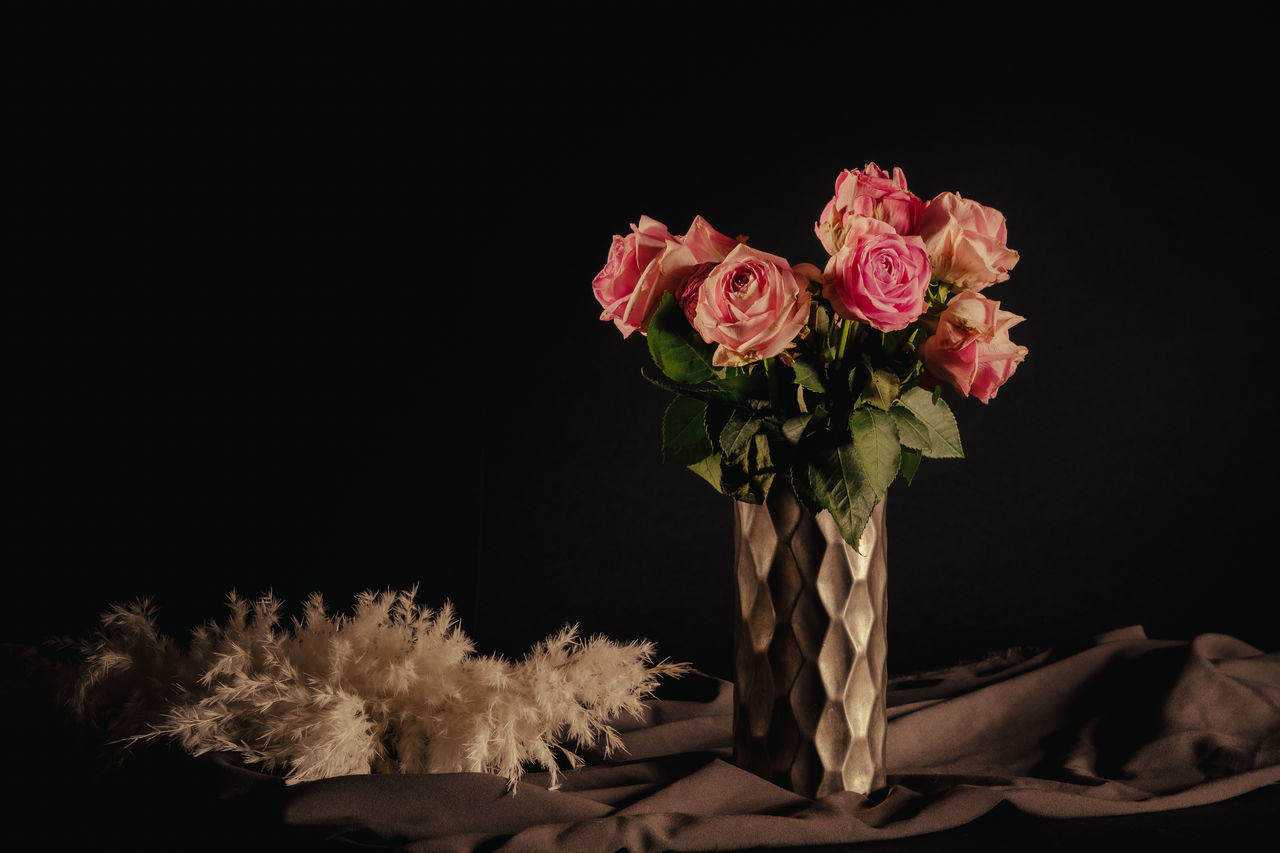 CLOSE-UP OF PINK FLOWERING PLANT AGAINST BLACK BACKGROUND