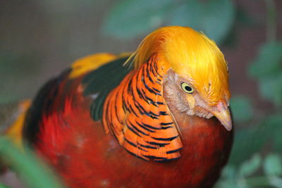 Close-up of pheasant on field