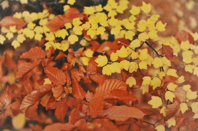 Close-up of yellow flowering plant during autumn