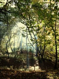 Trees in forest