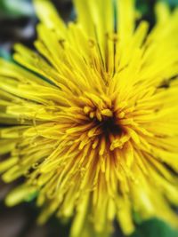 Close-up of yellow flower