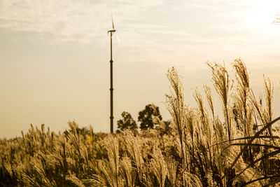 Plants growing on field against sky