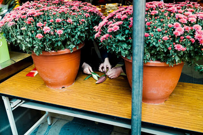 Cropped hands of women by potted plants