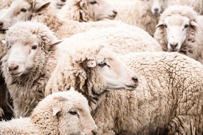 Herd of sheep in animal pen