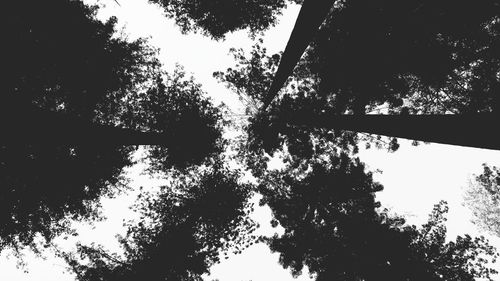 Low angle view of trees